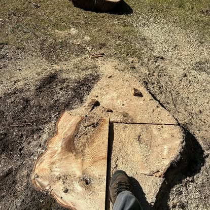 Large freshly cut tree stump prepped for grinding